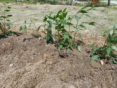 c2015.5.8 3.jpg